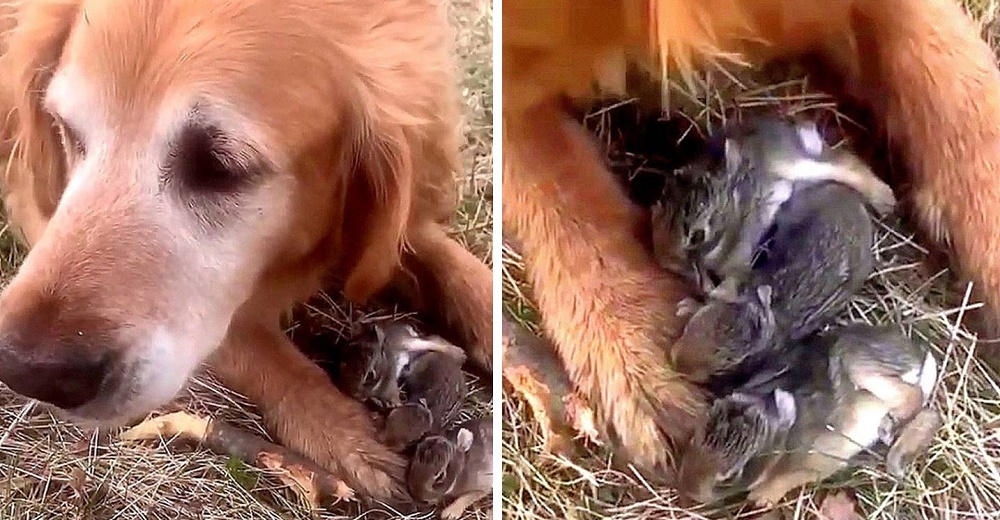 Mujer cree que su perro atrapó pajaritos, luego mira entre sus patas