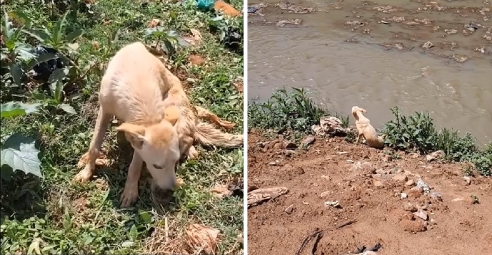 Salvan al perrito que cansado de su cojera se metió en un canal para no sufrir más