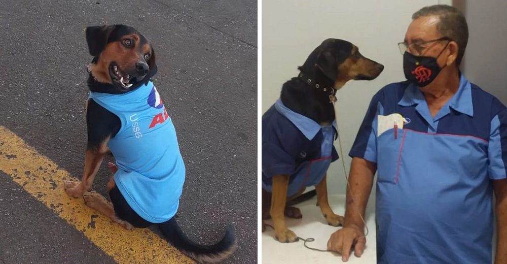 Perrito callejero llega lesionado a una gasolinera, lo adoptan y se hace viral