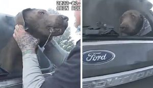 Perrito que lloraba atrapado en un auto está sano y salvo gracias a un policía