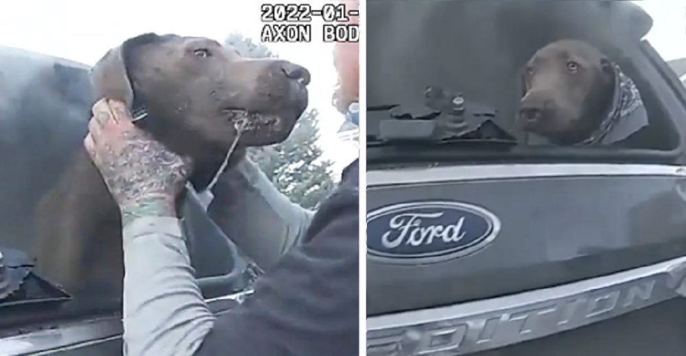 Perrito que lloraba atrapado en un auto está sano y salvo gracias a un policía