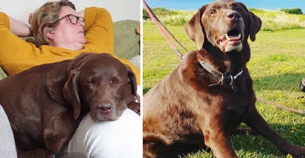 «Fue como perder a un hijo»–Lloró a su perro fallecido por 2 semanas y la despiden de su trabajo