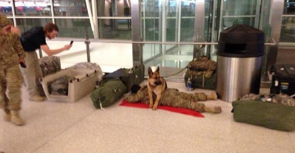 Captan al perro más fiel vigilando a su dueño soldado mientras dormía en el aeropuerto