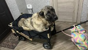 Perrito paralítico rescatado en Ucrania se salva gracias a la solidaridad de mucha gente