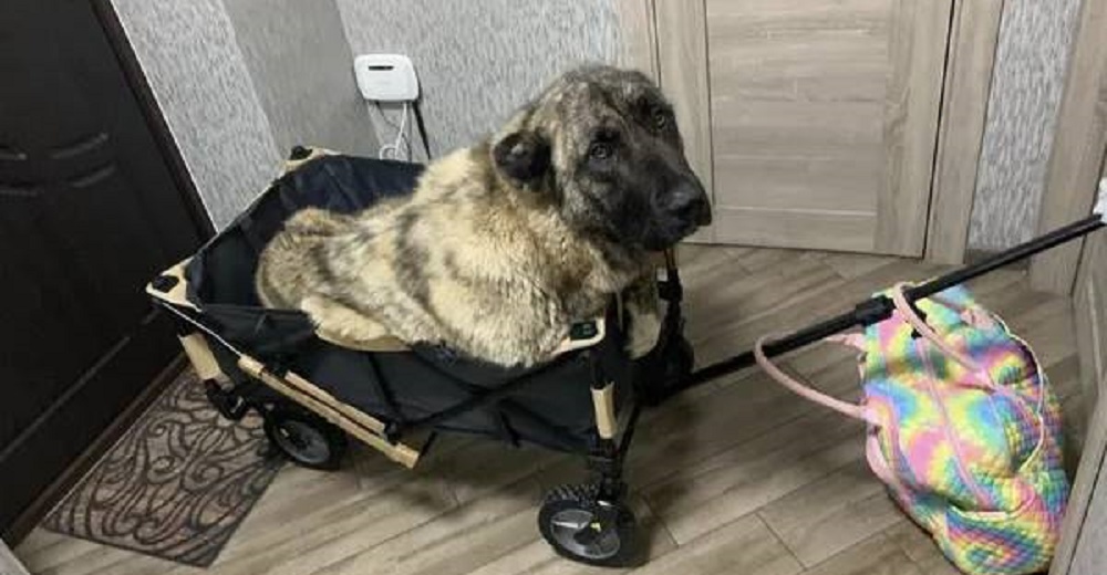 Perrito paralítico rescatado en Ucrania se salva gracias a la solidaridad de mucha gente