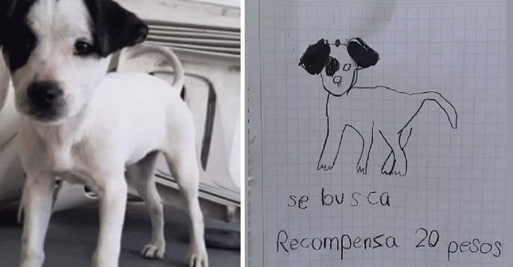 Niñas suplican ayuda para encontrar a su perrito perdido y ofrecen tierna recompensa