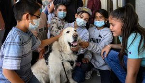 Perros de apoyo emocional son llevados a Texas para consolar a las familias