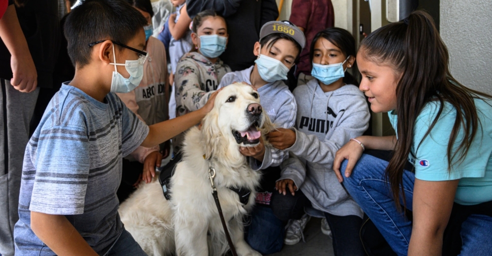 Perros de apoyo emocional son llevados a Texas para consolar a las familias