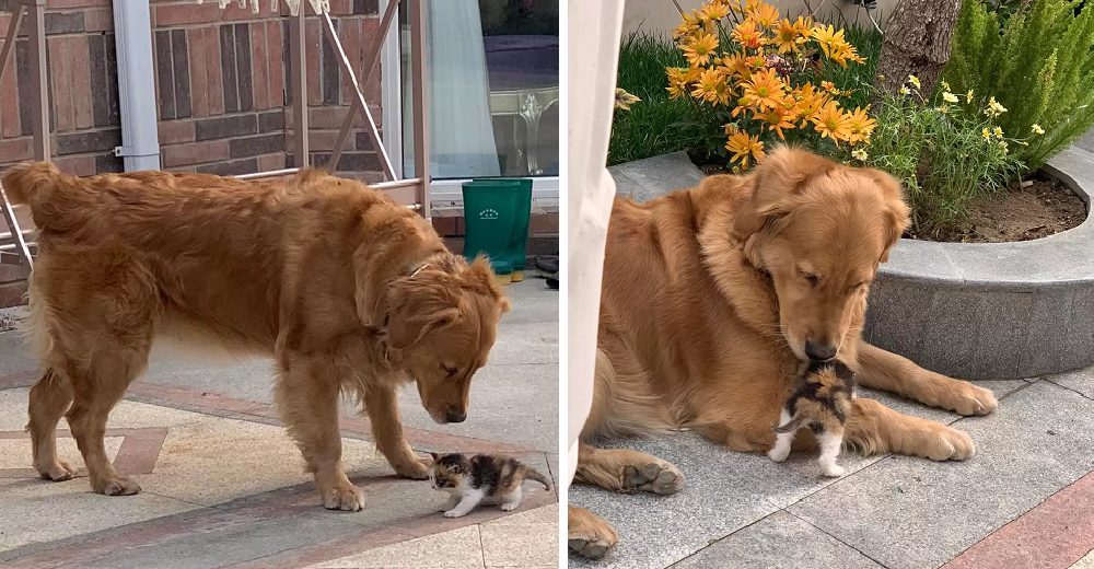 Perros llevan a papá la gatita abandonada que encontraron en la calle y le ruegan que la adopte