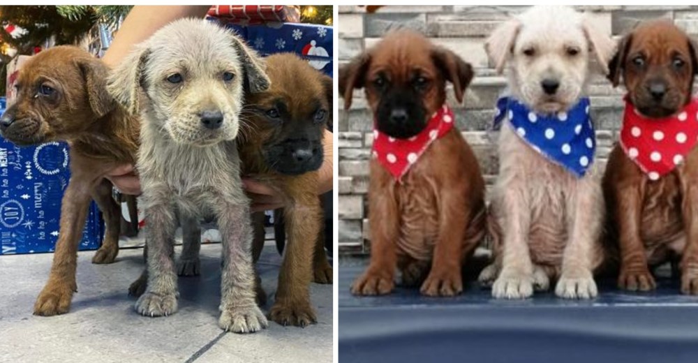Los 3 cachorritos rescatados cubiertos de aceite se transforman y recuperan la alegría