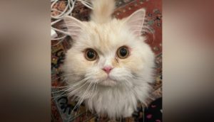 Rescatan al gatito ucraniano que quedó desamparado para reunirlo con su dueña en un país seguro