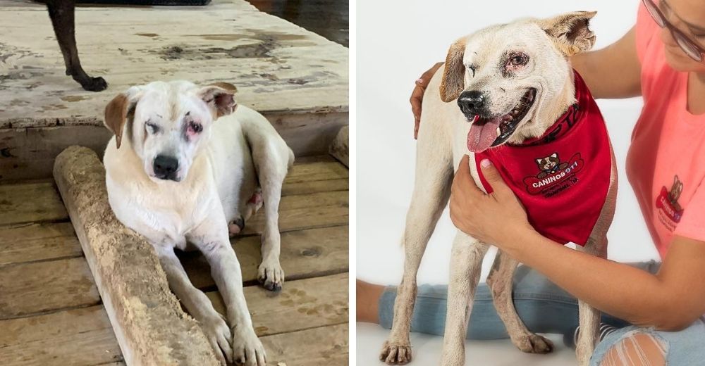 Perrito rescatado sin uno de sus ojos necesita a alguien que lo ame para siempre