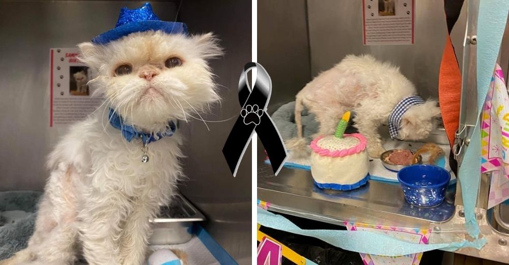 Gatito celebra sus 19 años tras ser dejado en un refugio y es adoptado poco antes de partir