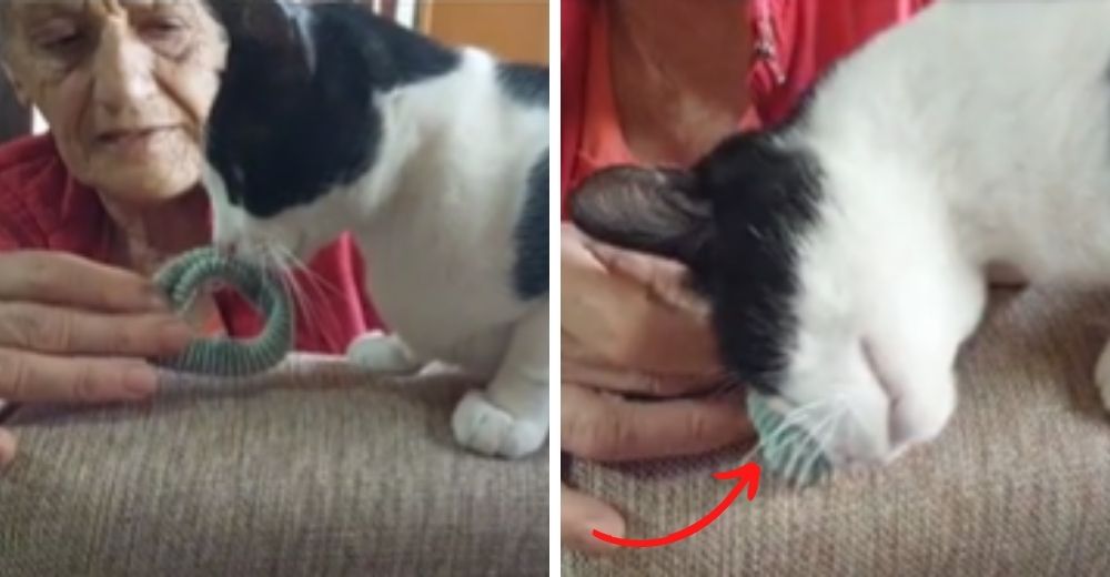 Gato hace llorar al mundo con su reacción al oler una prenda de su dueña fallecida