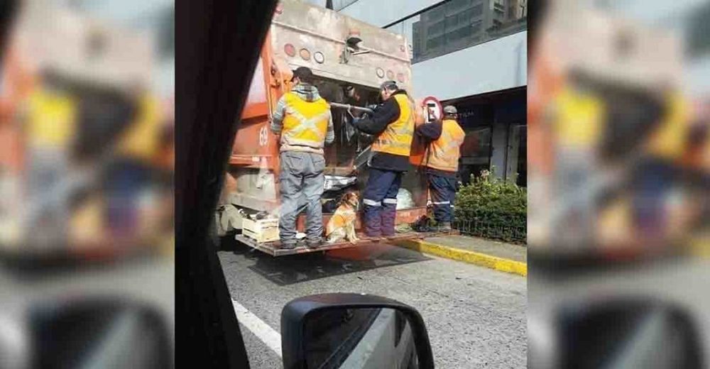 Barrenderos rescatan un perrito enfermo de la basura y ahora los acompaña todos los días