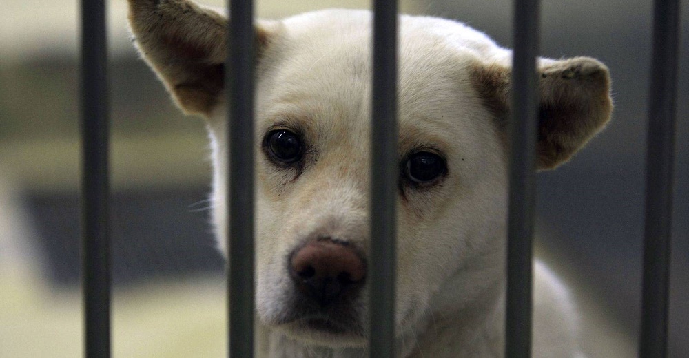 «Querida mamá, mi viaje termina aquí» – La carta de un perrito que nunca fue adoptado