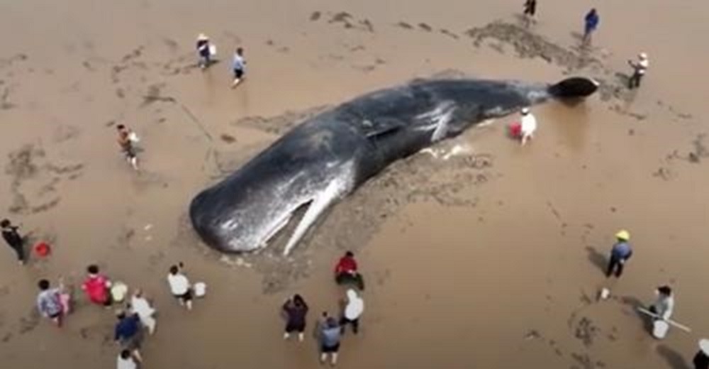 Sobrevive para nadar libre un día más en el mar gracias a un rescate épico de más de 20 horas