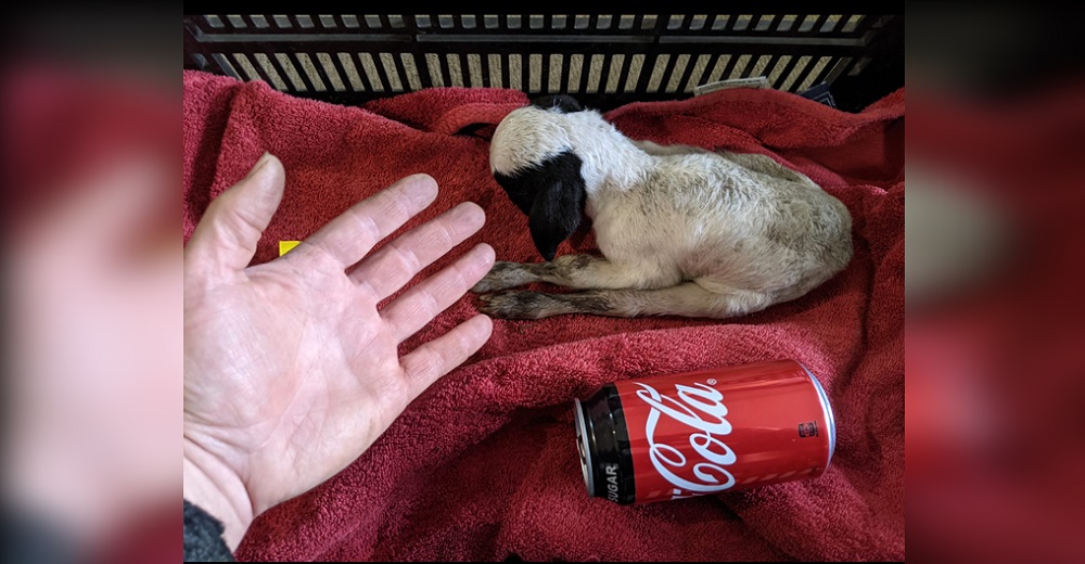 Mujer queda en shock con esta diminuta cría del tamaño de una lata de refresco y lo salva