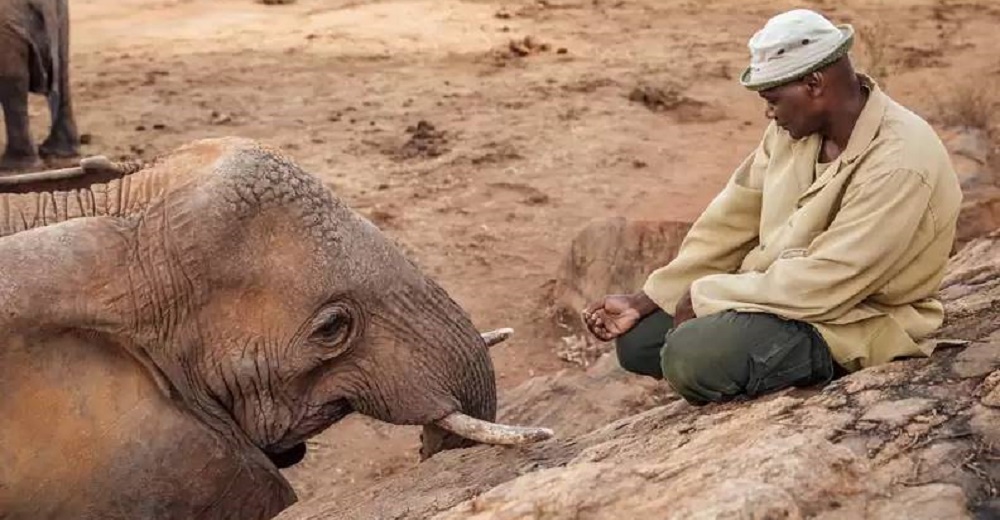 Elefanta rescatada sale de su hábitat pare reunirse con el hombre que la crió