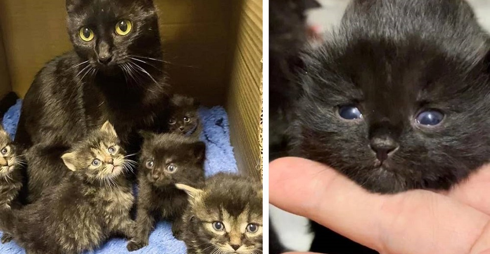 Gata callejera ruega ayuda para que sus bebés no tengan que nacer afuera