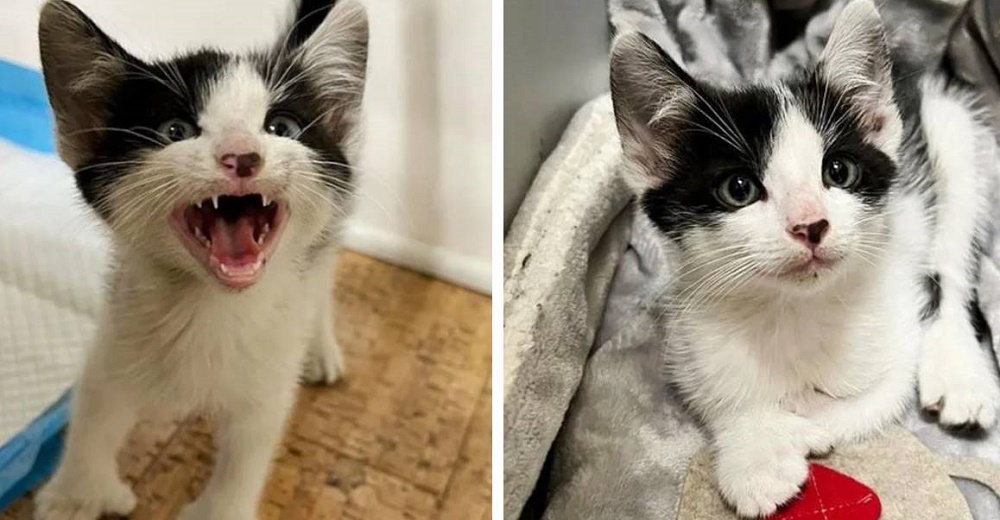 Gatito encontrado por los bomberos no para de pedir amor cuando se da cuenta que está a salvo