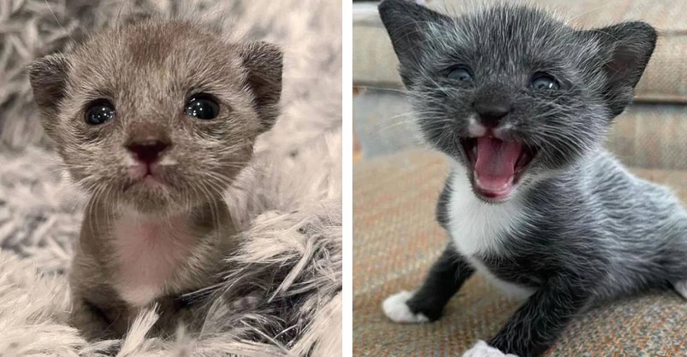 Minino prematuro se convierte en un majestuoso gato fuerte y esponjoso