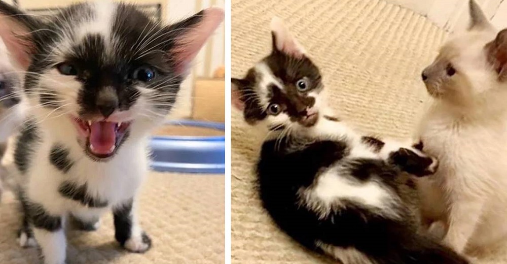 Gatitos que no podían dejar de tambalearse sorprenden a sus padres de acogida