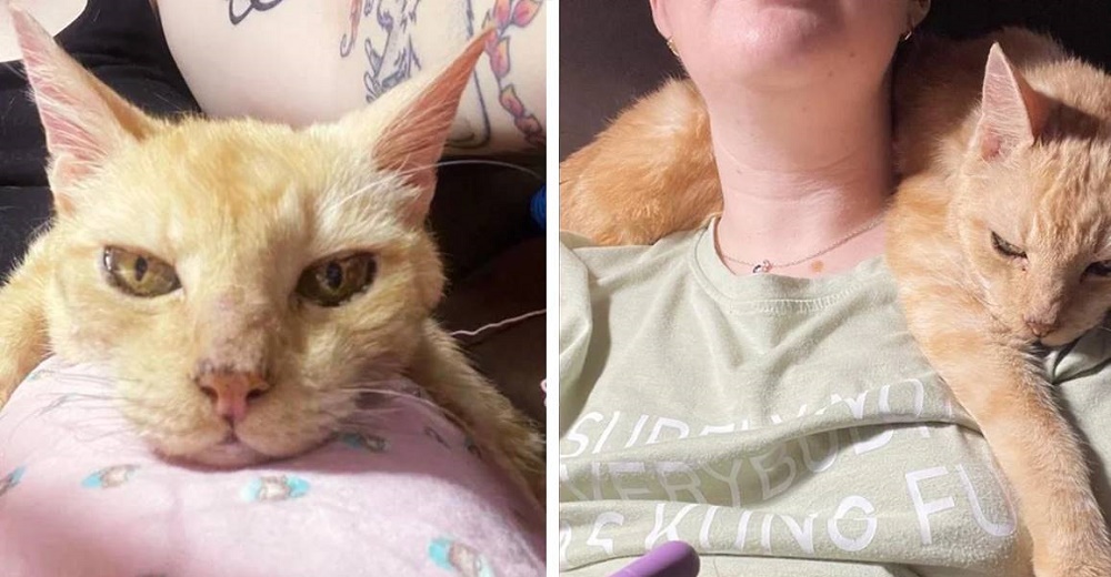 A sus 14 años está tan feliz de que lo amen de nuevo que se convierte en «gato velcro»