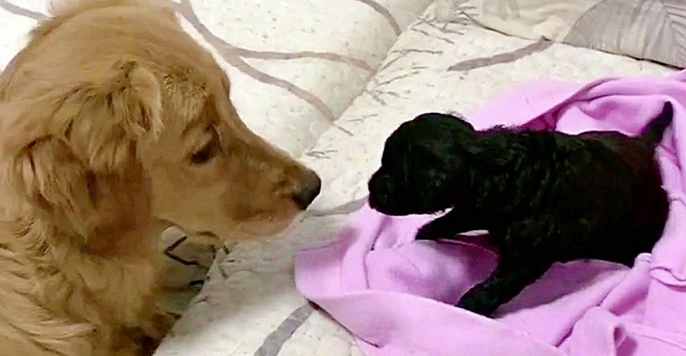 Golden retriever que siempre ha amado los cachorritos está tan feliz de tener uno propio