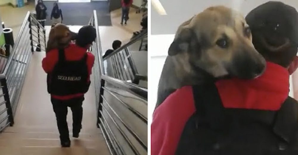 Guardia de seguridad es elogiado tras sacar a un perrito en brazos como si fuera un bebé
