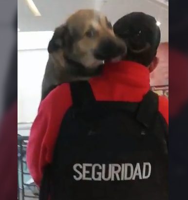 Perrito