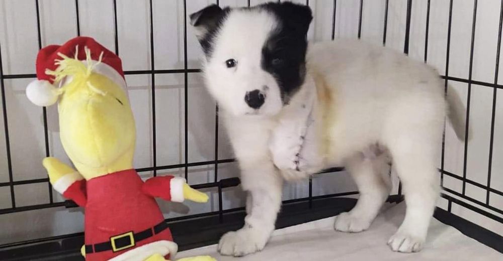 Cachorro que perdió una patita porque un caballo lo pisó, no está dispuesto a darse por vencido