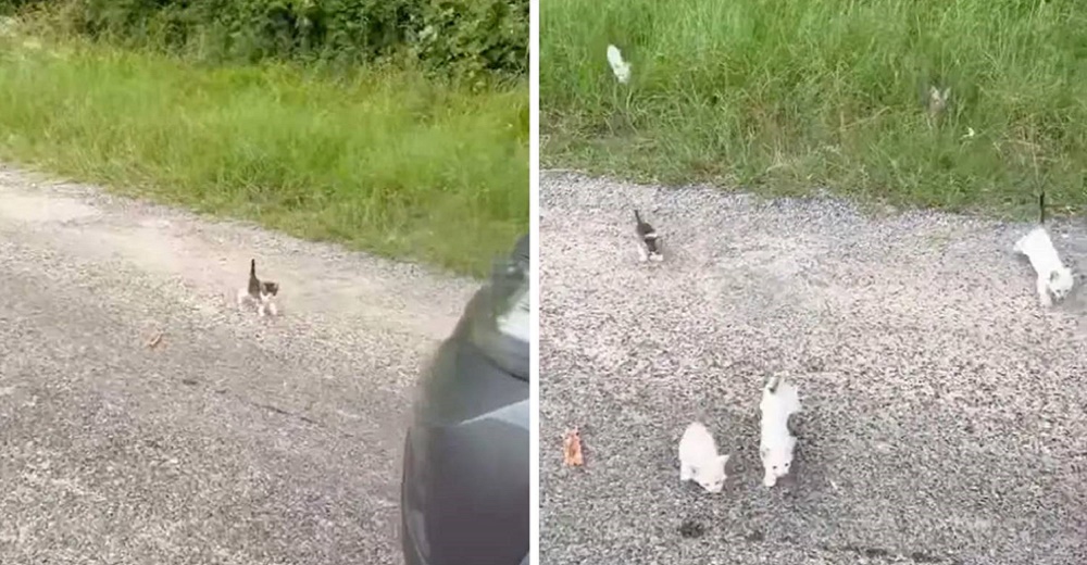 Hombre se detiene para ayudar a un gatito y termina adorablemente emboscado