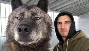 Hombre que vive con el lobo más grande del mundo juega con él como si fuera un cachorro