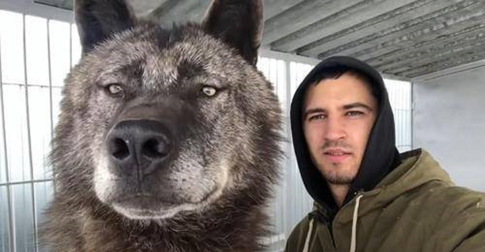 Hombre que vive con el lobo más grande del mundo juega con él como si fuera un cachorro
