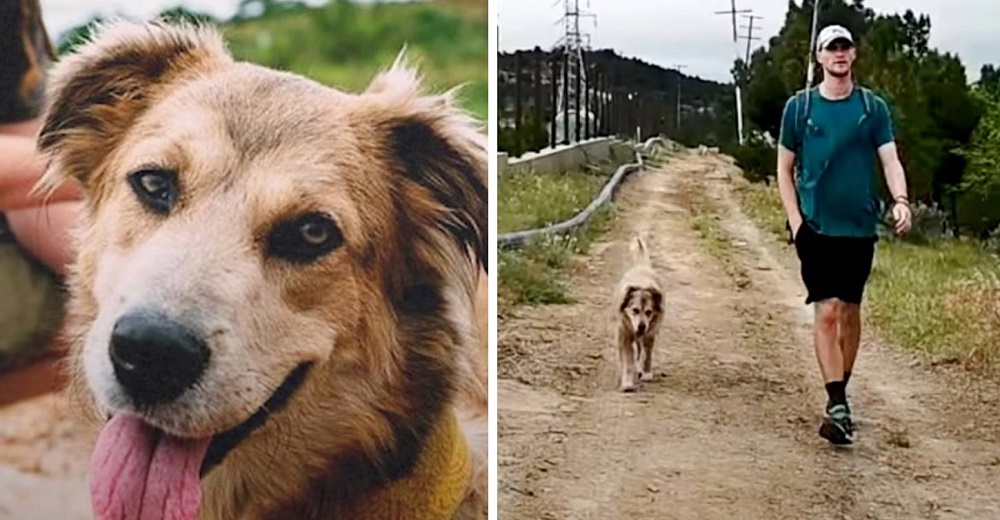 Adopta un perrito y recorre el mundo con él, no estaba dispuesto a dejar de valorar a otro amigo