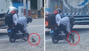 Señalan a los motociclistas que encontraron un diminuto perrito en media carretera y lo salvaron