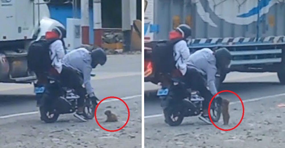 Señalan a los motociclistas que encontraron un diminuto perrito en media carretera y lo salvaron