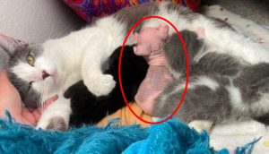Mamá gata adopta una bebé muy diferente a sus crías pero la ama por igual