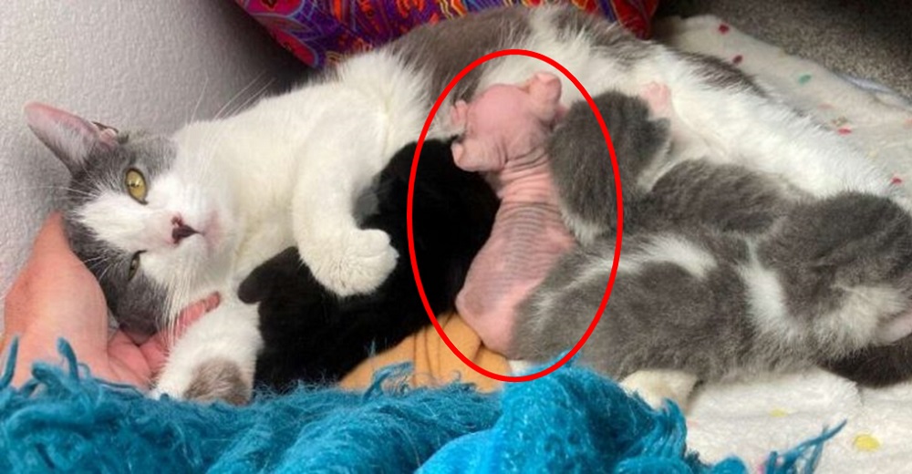 Mamá gata adopta una bebé muy diferente a sus crías pero la ama por igual