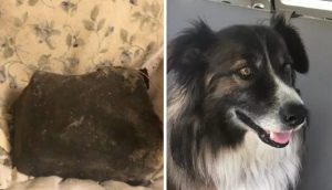 Perrito despierta a su dueña antes de que un meteorito impacte contra su cama y le salva la vida