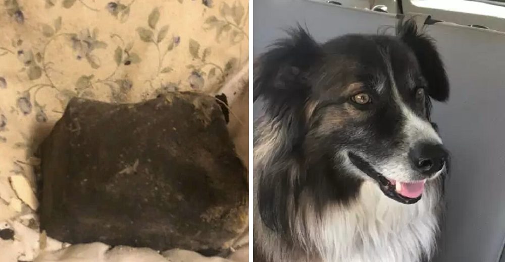 Perrito despierta a su dueña antes de que un meteorito impacte contra su cama y le salva la vida