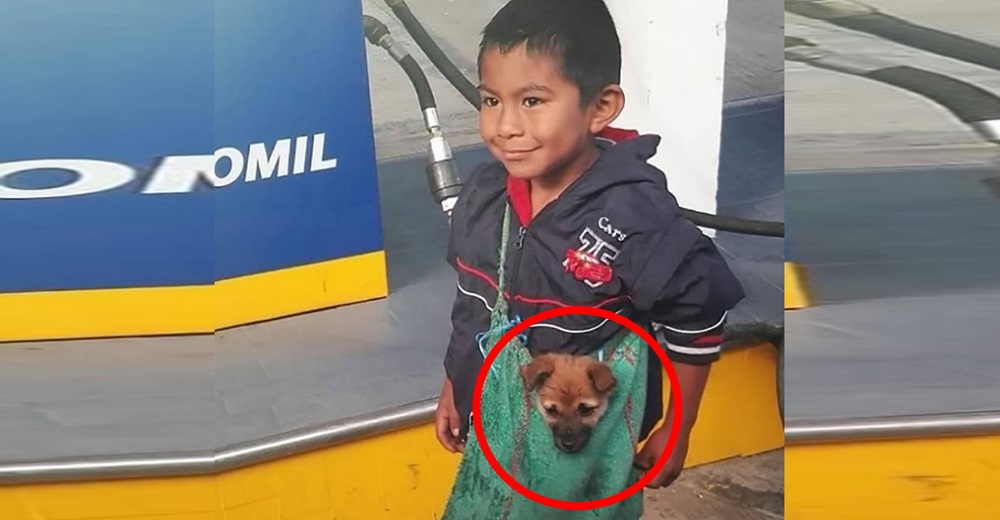 Captan a un humilde niño llevando a su perrito del modo más adorable a pesar de las adversidades