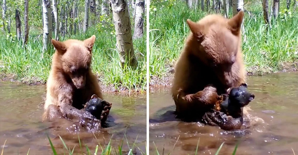 Cámara de rastreo capta a un oso bebé bañándose con el osito de juguete que encontró