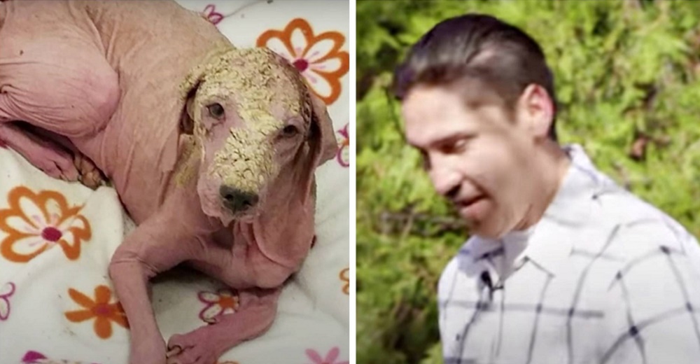 Perrita calva logra una increíble transformación gracias al hombre que decidió detenerse