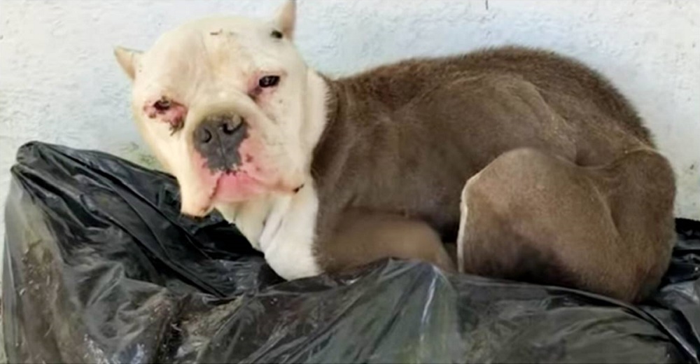 Perrita se acurruca cerca de un montón de basura en busca de comida y se gana una familia