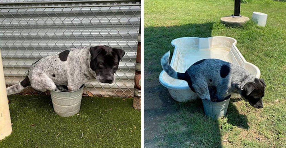 Perrito de refugio tiene su propia piscina pero aún prefiere bañarse en un su pequeño balde