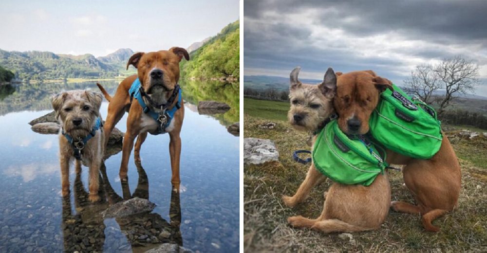 Perrito ciego rechazado encuentra al lazarillo más fiel que promete nunca dejarlo solito