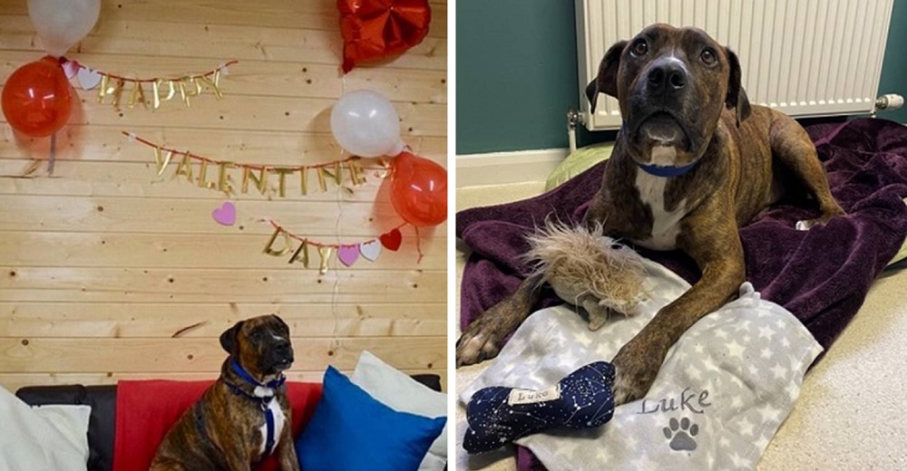 Perrito que fue plantado en su fiesta de adopción finalmente encuentra el hogar perfecto