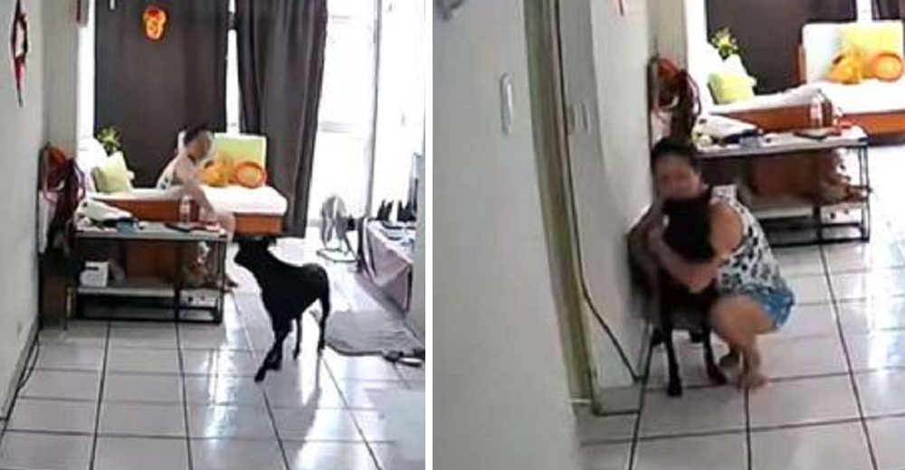 Cámara graba la reacción de una mujer para salvar a su perrito durante un fuerte terremoto